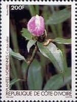 Costus afer