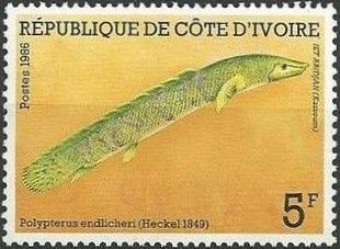 Saddled Bichir (Polypterus endlicheri)