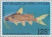 Catfish (Synodontis punctifer)