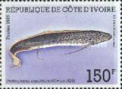 West African Lungfish (Protopterus annectens)