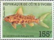 Catfish (Synodontis koensis)