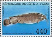 Electric Catfish (Malapterurus electricus)