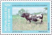 Domestic Cattle (Bos primigenius taurus)