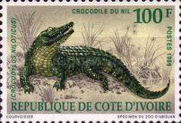 Nile Crocodile (Crocodylus niloticus)