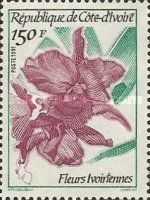Orchid