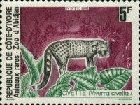 African Civet (Viverra civetta)