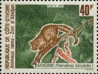 African Palm Civet (Nandinia binotata)