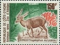 Bongo (Tragelaphus euryceros)