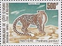 Leopard (Panthera pardus)