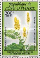 Cassia alata