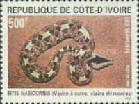Rhinoceros Viper (Bitis nasicornis)