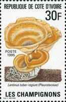 Lentinus tuber-regium