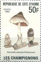 Volvariella volvacea