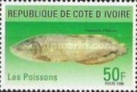 African Arowana (Heterotis niloticus)