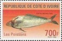 Catfish (Schilbe mandibularis)
