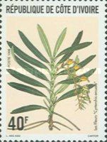 Cyrtorchis arcuata