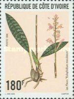 Eulophidium maculatum