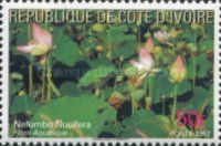 Sacred Lotus (Nelumbo nucifera)