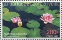 Cape Blue water-lily (Nymphea capensis)