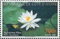 White water-lily (Nymphea alba)