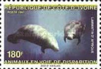African Manatee (Trichechus manatus senegalensis)
