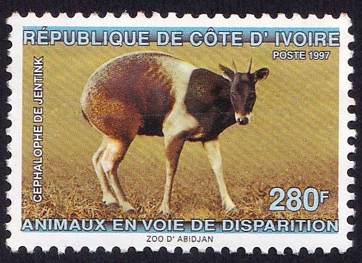 Jentink's Duiker (Cephalophus jentinki)