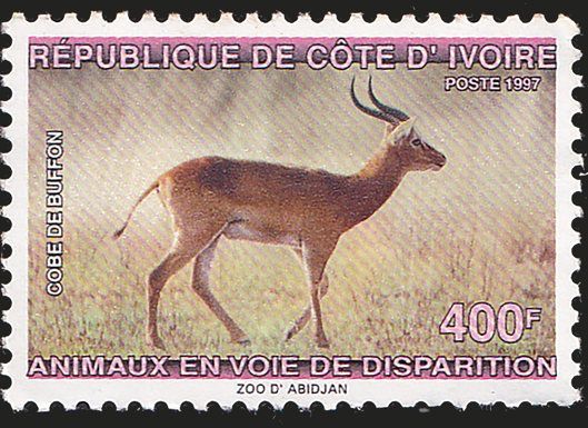 Kob (Kobus kob)