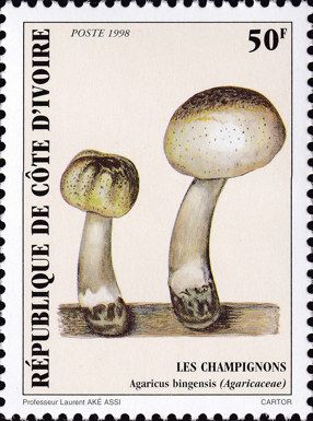Agaricus bingensis