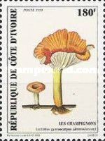 Lactarius gymnocarpus