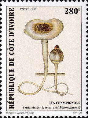 Termitomyces letestui