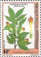 Hutchinsonia barbata