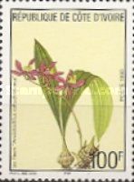 Ancistrochilus rothschildianus