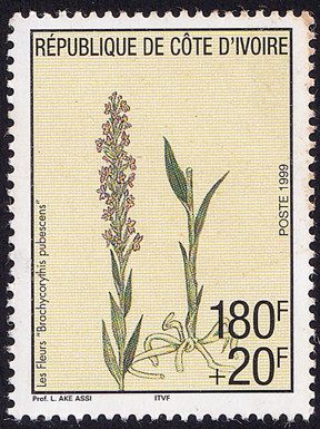 Brachycorythis pubescens