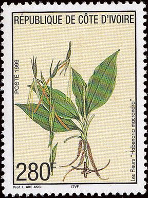 Habenaria macrandra
