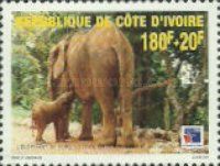 African Elephant (Loxodonta africana)