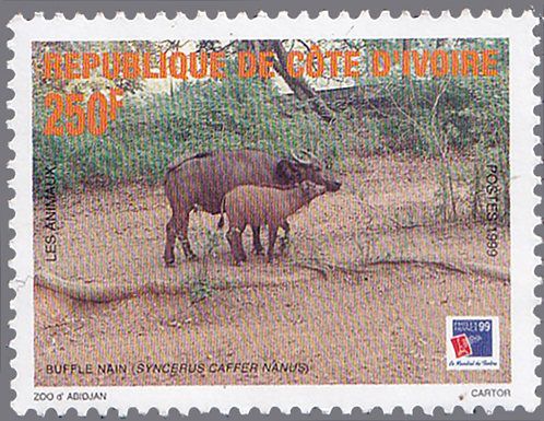 African Forest Buffalo (Syncerus caffer nanus)