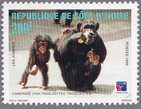 Chimpanzee (Pan troglodytes)