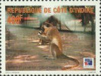 Grivet (Cercopithecus aethiops)