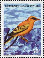 African Golden Oriole (Oriolus auratus)