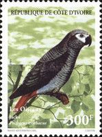 Gray Parrot (Psittacus erithacus)