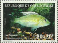 Günther's Moutbrooder (Chromidotilapia guntheri)