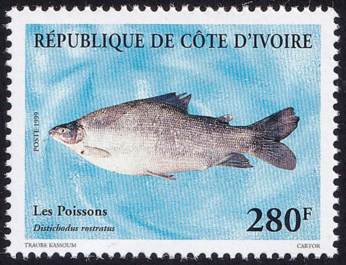 Grass-eater (Distichodus rostratus)
