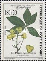 Ricinodendron heudelotii