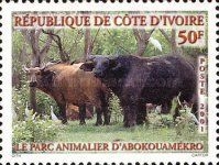 African Buffalo (Syncerus caffer)