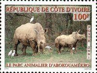 White Rhinoceros (Ceratotherium simum), Cattle Egret (Bubulc