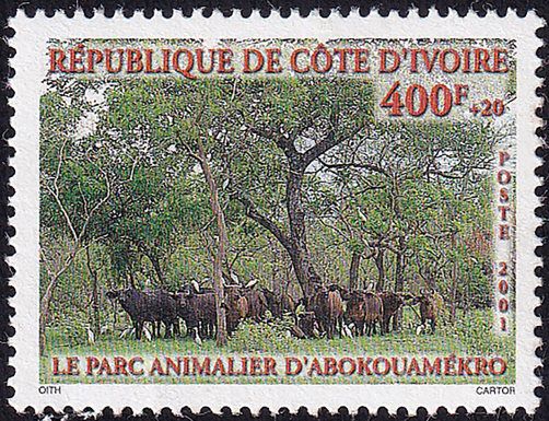 Cattle