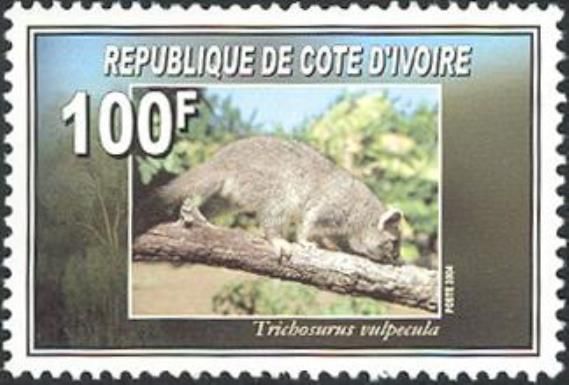 Common Brushtail Possum (Trichosurus vulpecula)