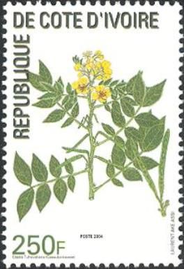 Cassia tuhovalyana