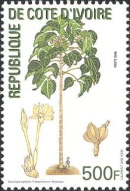 Schumanniophyton problematicum
