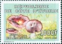 Russula Xerampelina